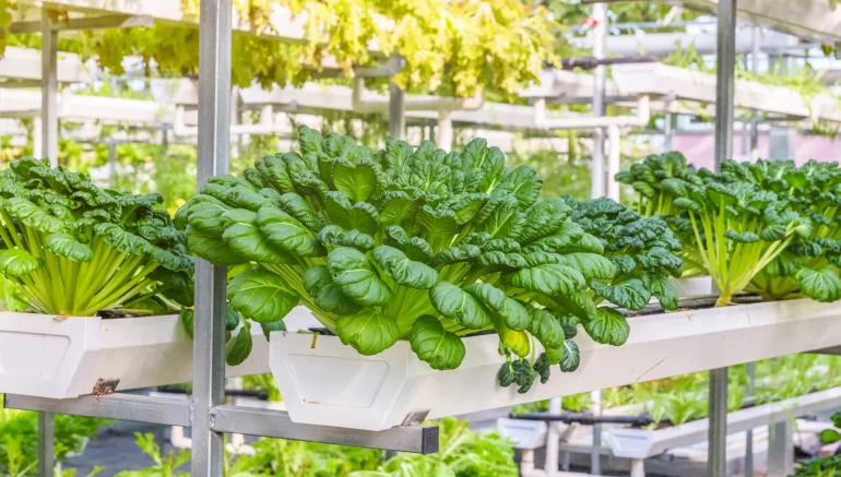 Why Hydroponics is considered as the Future of Sustainable Agriculture