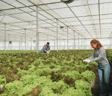 hydroponic farming systems