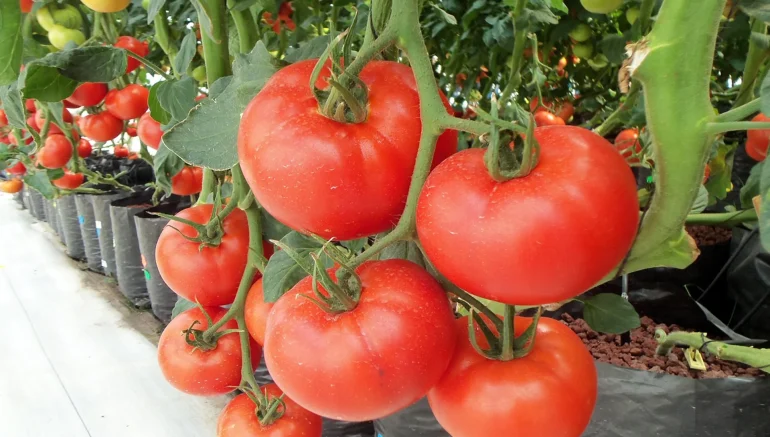 Hydroponic for Urban Growers