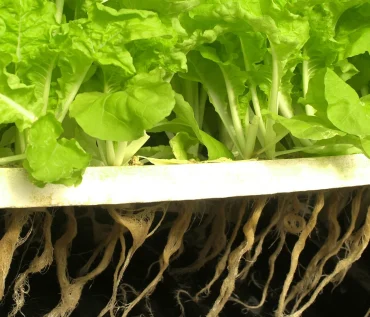 Hydroponics Farming for Vegetables