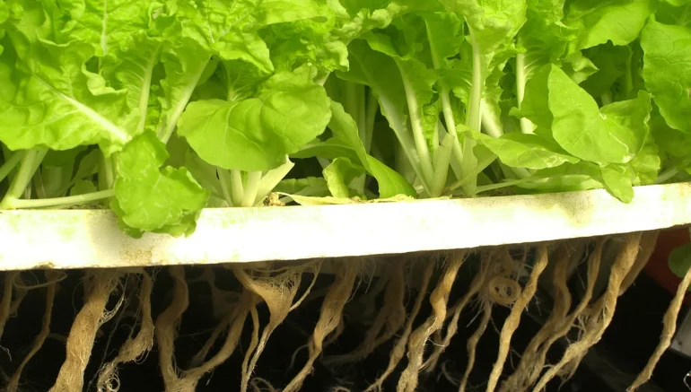 Hydroponics Farming for Vegetables