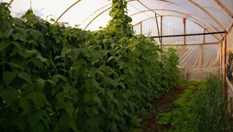 Hydroponics on the Local Food Movement