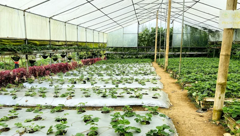 Year-Round Growing with Hydroponics