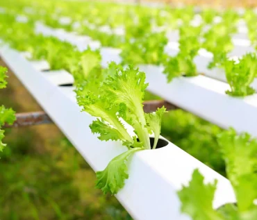 Hydroponic Farming in Small Spaces