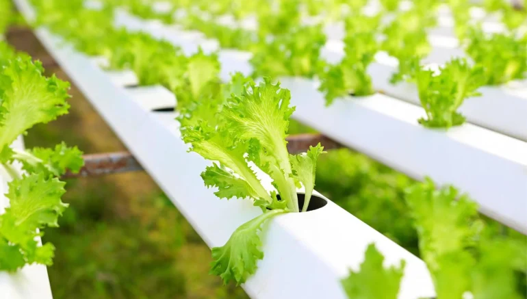 Hydroponic Farming in Small Spaces