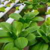 Scaling Up Your Hydroponic System: Tips for Successful Commercial Farming