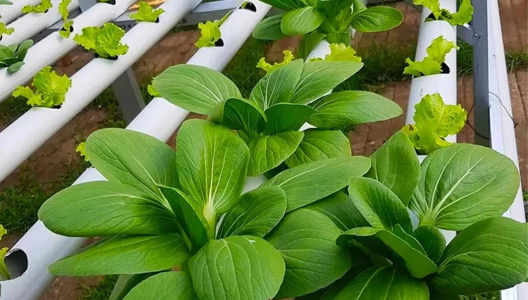 Scaling Up Your Hydroponic System: Tips for Successful Commercial Farming