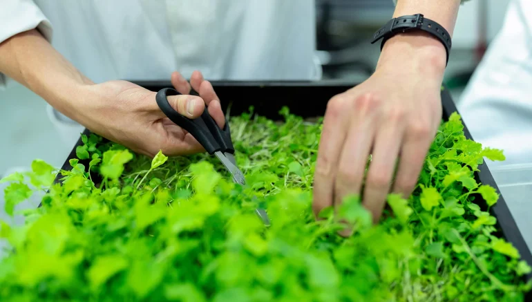 Hydroponic System for Commercial Farming