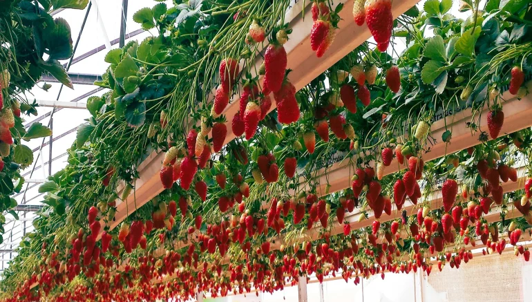 Hydroponic Garden