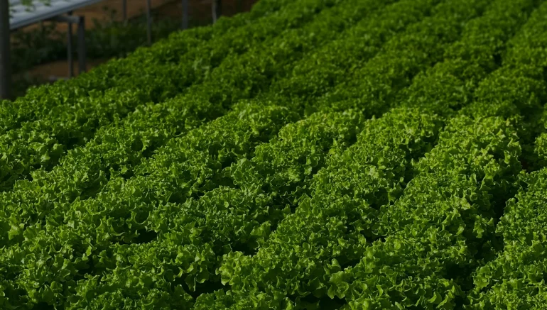 Hydroponic System in Your Backyard